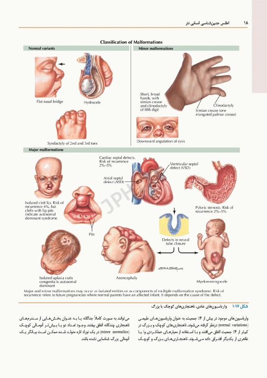 اطلس جنین‌شناسی انسانی نتر 2024