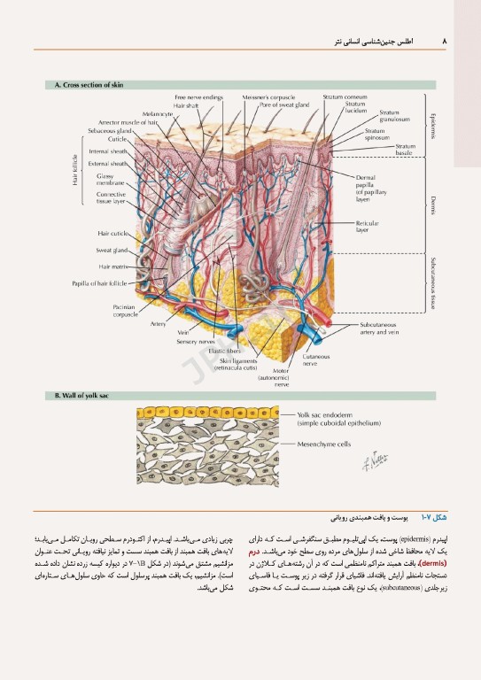 اطلس جنین‌شناسی انسانی نتر 2024