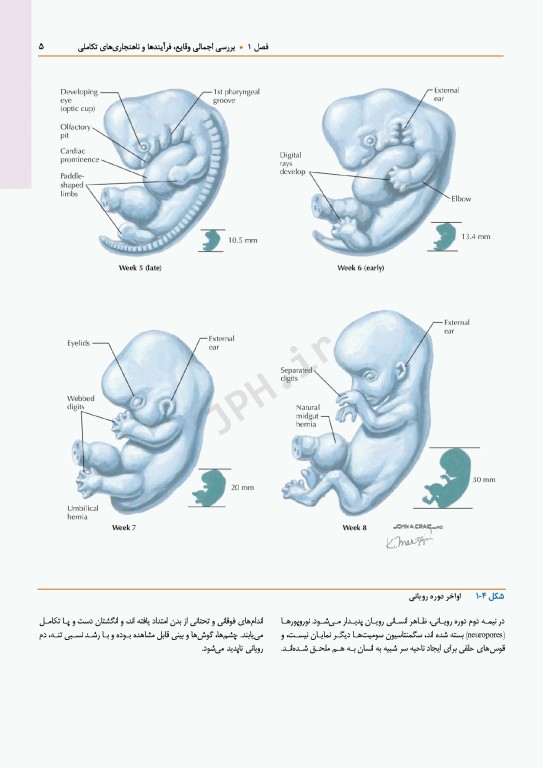 اطلس جنین‌شناسی انسانی نتر 2024