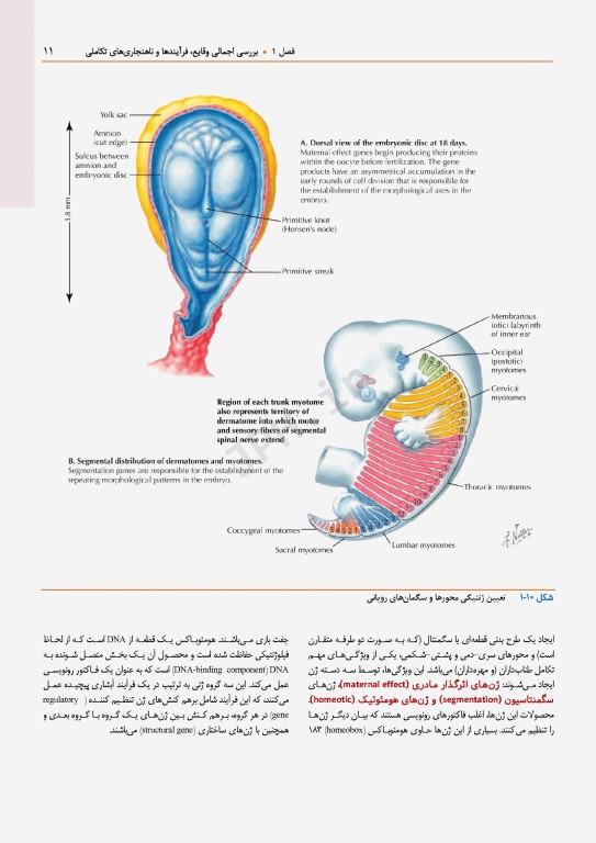 اطلس جنین‌شناسی انسانی نتر 2024