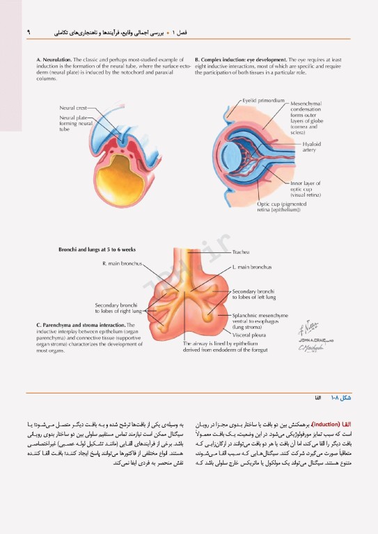 اطلس جنین‌شناسی انسانی نتر 2024