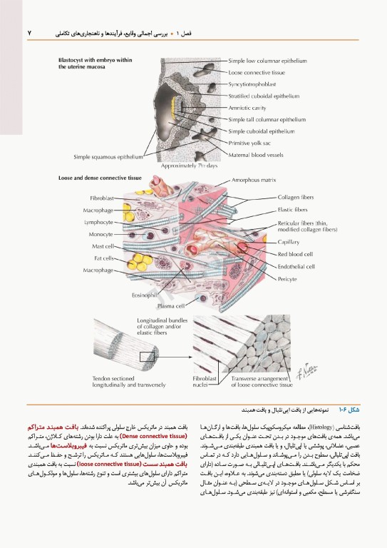 اطلس جنین‌شناسی انسانی نتر 2024