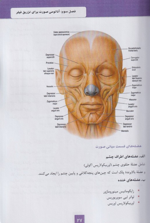 مفاهیم کاربردی فیلر صورت