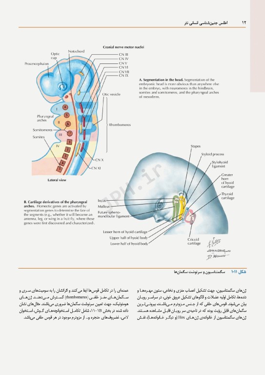 اطلس جنین‌شناسی انسانی نتر 2024