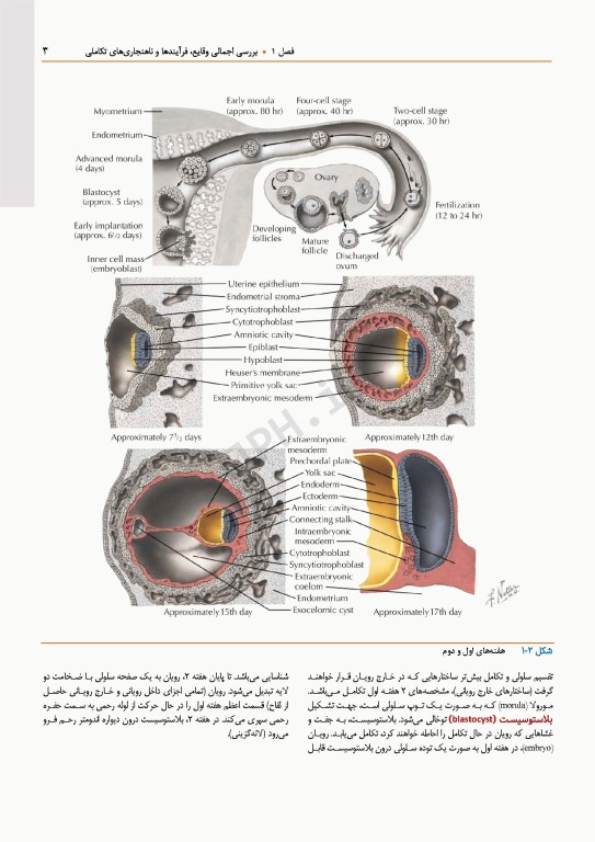 اطلس جنین‌شناسی انسانی نتر 2024