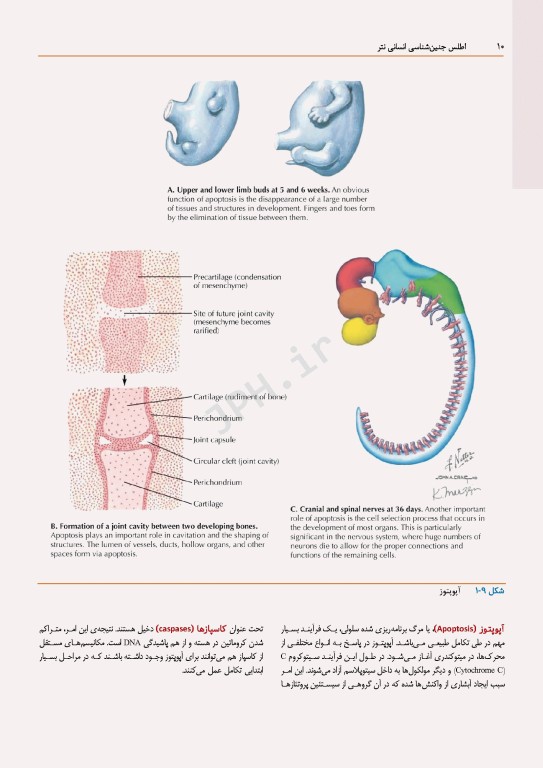 اطلس جنین‌شناسی انسانی نتر 2024