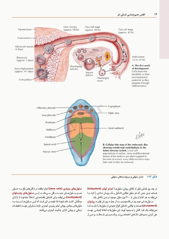 اطلس جنین‌شناسی انسانی نتر 2024