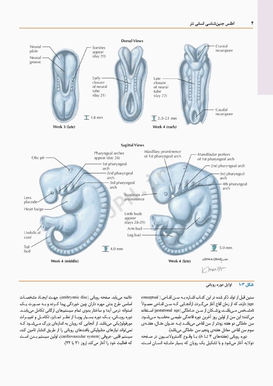 اطلس جنین‌شناسی انسانی نتر 2024