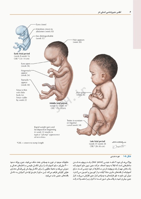 اطلس جنین‌شناسی انسانی نتر 2024