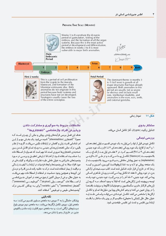 اطلس جنین‌شناسی انسانی نتر 2024