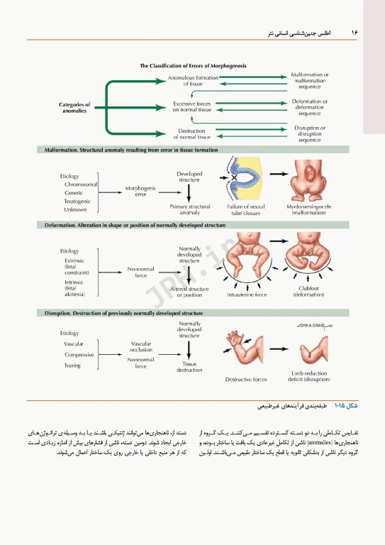 اطلس جنین‌شناسی انسانی نتر 2024