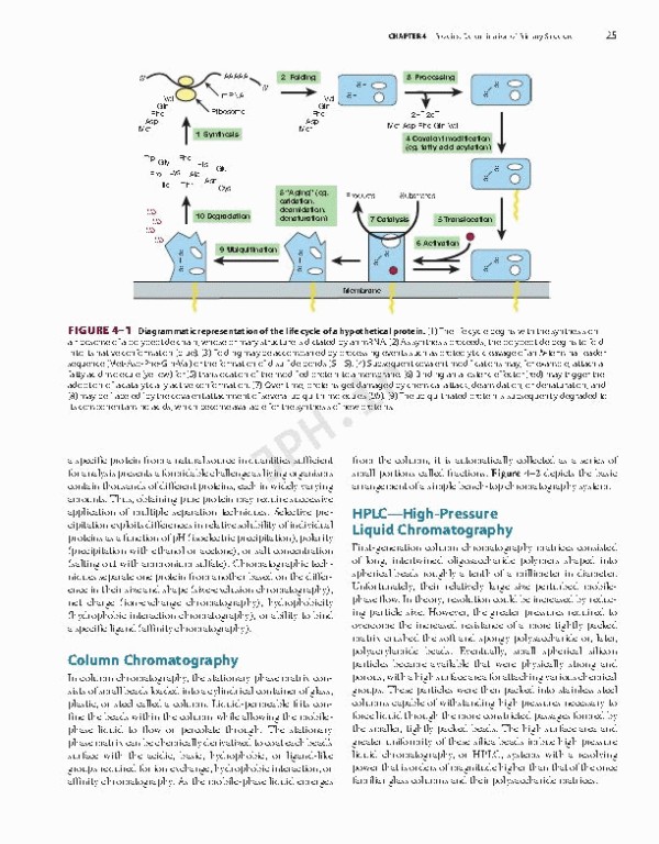 بیوشیمی مصور هارپر 2022 | Harper's Illustrated Biochemistry 32nd Edition