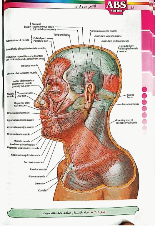 گزیده کتب مرجع ABS آناتومی سر و گردن دکتر داوود رمزی