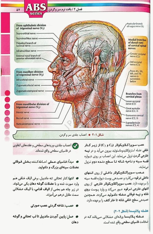 گزیده کتب مرجع ABS آناتومی سر و گردن دکتر داوود رمزی