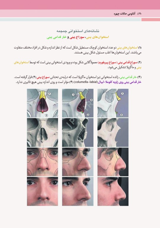 آناتومی حالات چهره بر اساس حرکات و بیان عواطف