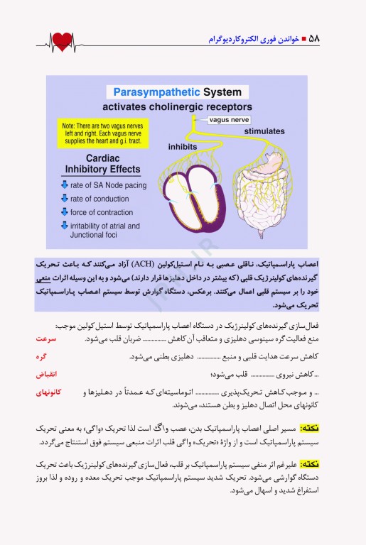 خواندن فوری الکتروکاردیوگرام دکتر دوبین ترجمه عسکریان
