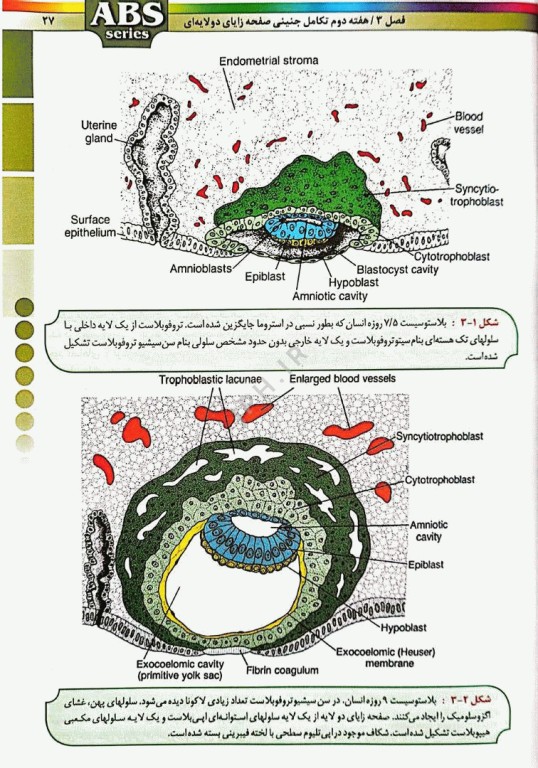 گزیده کتب مرجع ABS جنین‌شناسی دکتر داوود رمزی