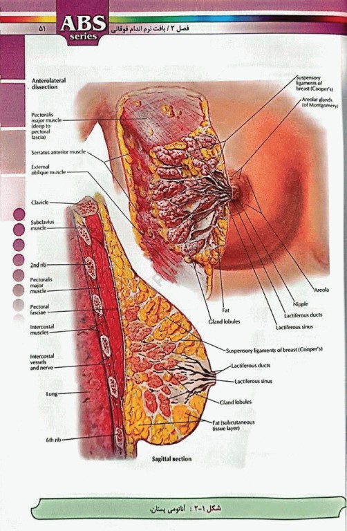 گزیده کتب مرجع ABS آناتومی اندام دکتر داوود رمزی ویرایش دوم