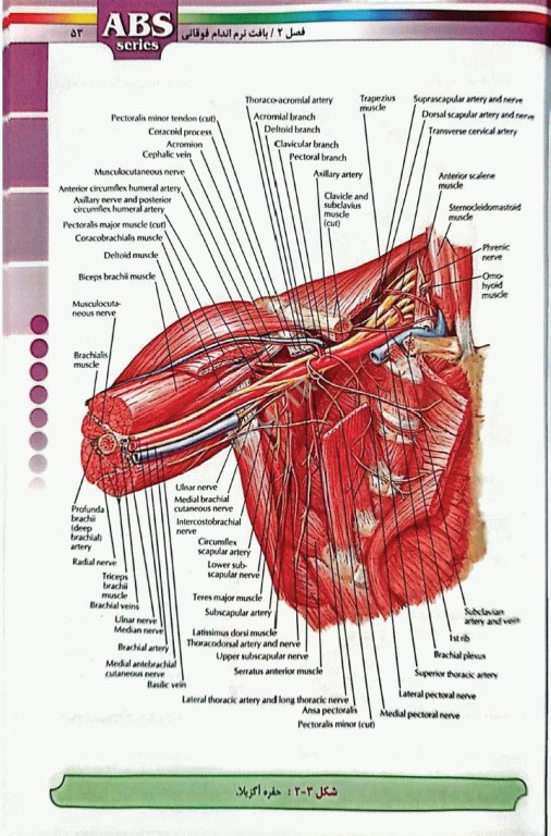 گزیده کتب مرجع ABS آناتومی اندام دکتر داوود رمزی ویرایش دوم