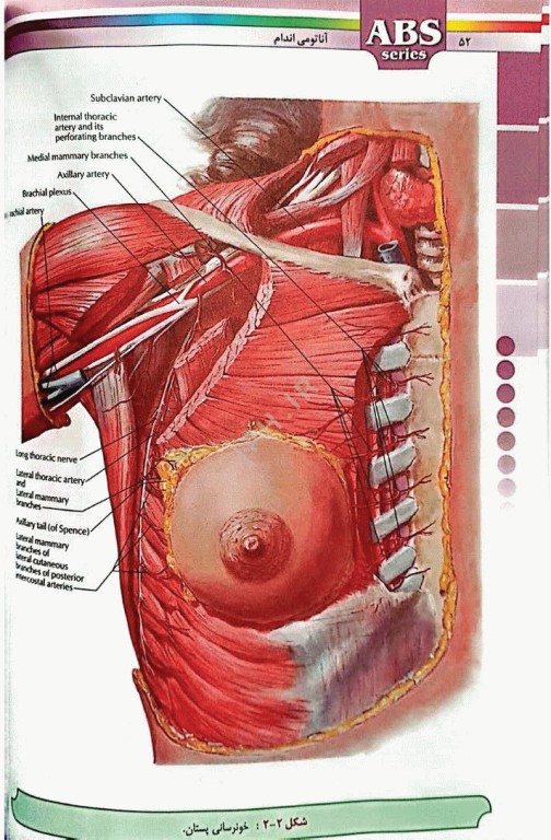 گزیده کتب مرجع ABS آناتومی اندام دکتر داوود رمزی ویرایش دوم