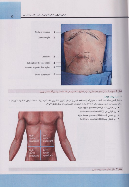مبانی نظری و عملی آناتومی انسانی ابدومن (شکم)