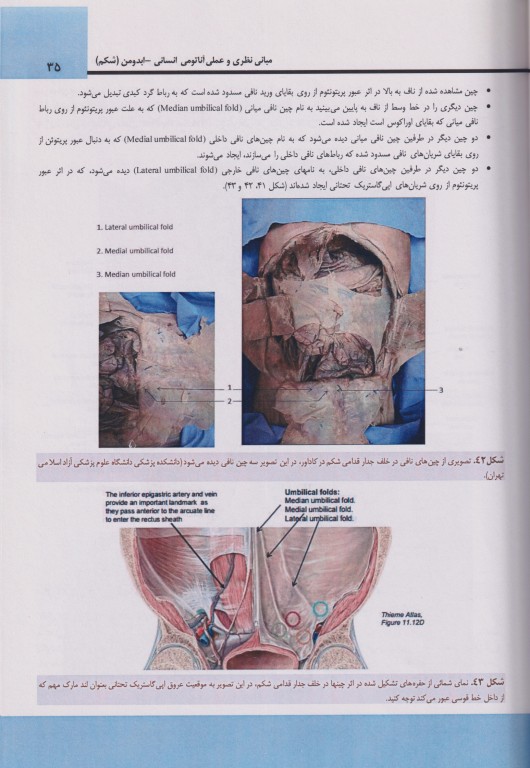 مبانی نظری و عملی آناتومی انسانی ابدومن (شکم)