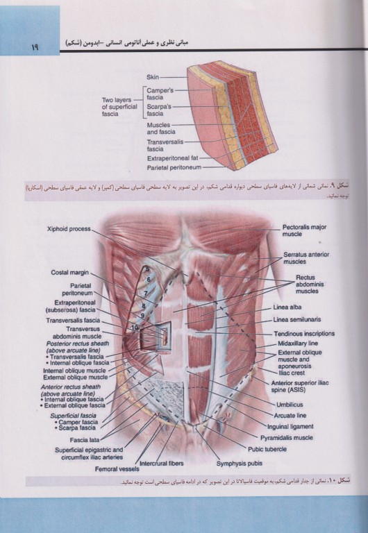 مبانی نظری و عملی آناتومی انسانی ابدومن (شکم)
