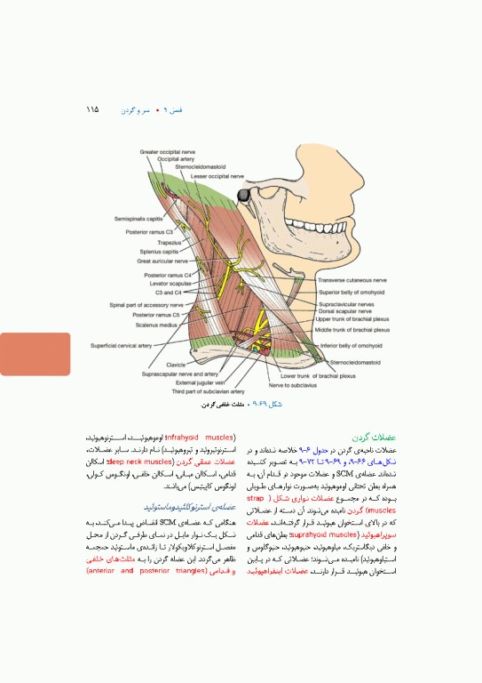 آناتومی بالینی اسنل 2025 جلد سوم سروگردن