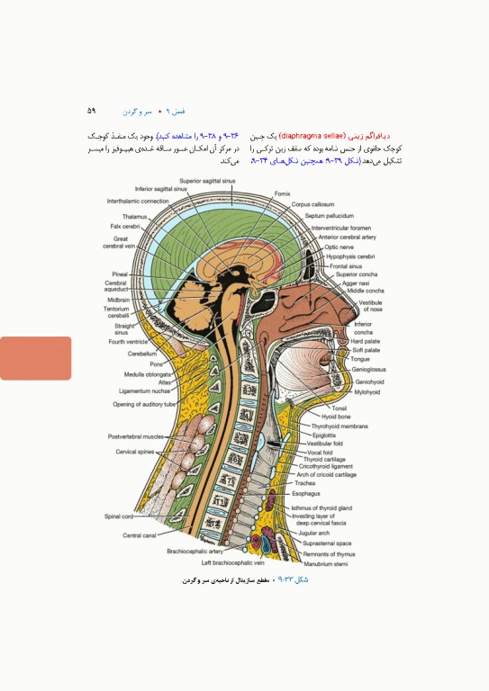 آناتومی بالینی اسنل 2025 جلد سوم سروگردن
