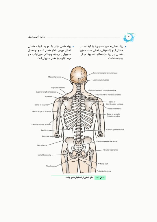 خلاصه‌ آناتومی اسنل 2025 تنه، اندام، سر و گردن