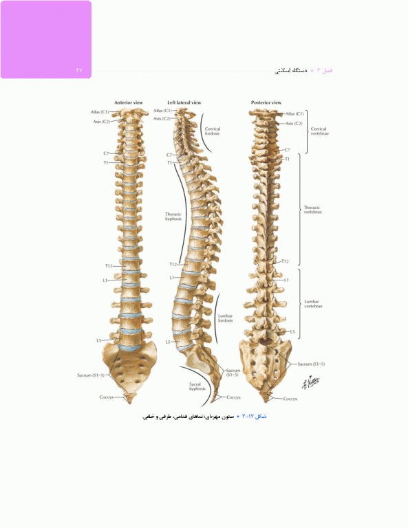آناتومی برای فوریت‌های پزشکی با رویکرد بالینی