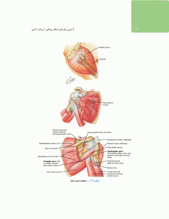 آناتومی برای فوریت‌های پزشکی با رویکرد بالینی