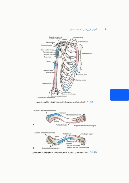 آناتومی بالینی اسنل 2025 جلد دوم اندام