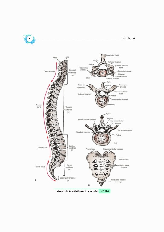 خلاصه‌ آناتومی اسنل 2025 تنه، اندام، سر و گردن
