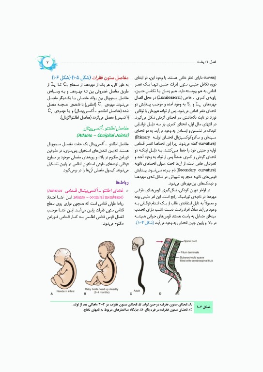 خلاصه‌ آناتومی اسنل 2025 تنه، اندام، سر و گردن