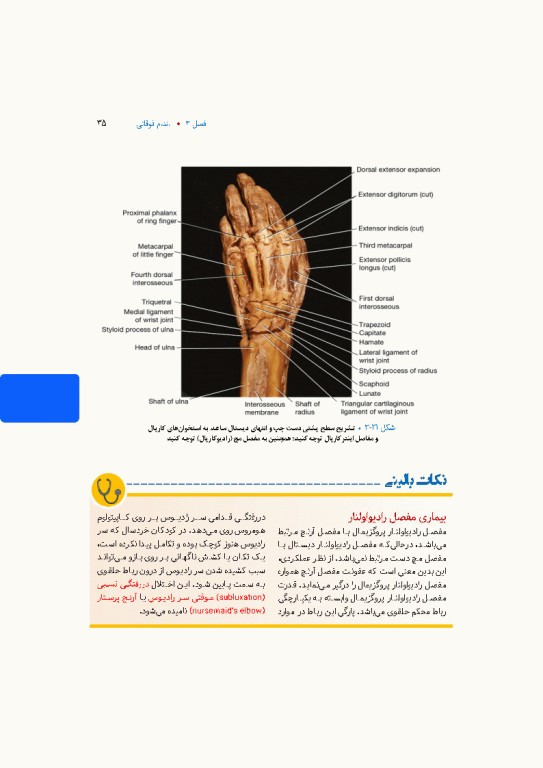 آناتومی بالینی اسنل 2025 جلد دوم اندام