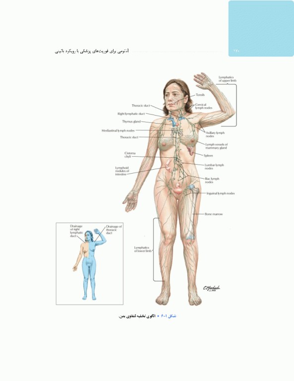 آناتومی برای فوریت‌های پزشکی با رویکرد بالینی
