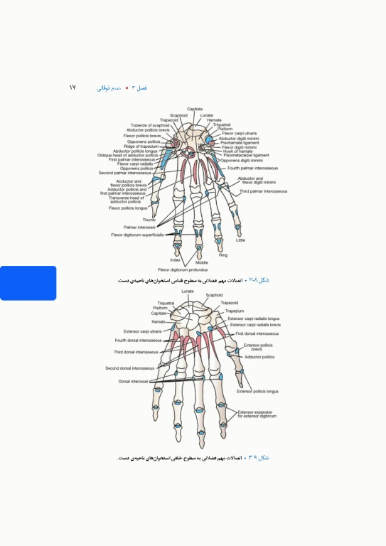 آناتومی بالینی اسنل 2025 جلد دوم اندام