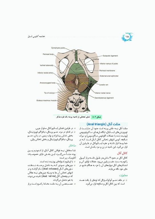 خلاصه‌ آناتومی اسنل 2025 تنه، اندام، سر و گردن