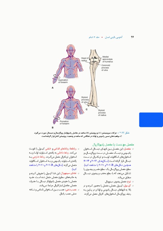 آناتومی بالینی اسنل 2025 جلد دوم اندام