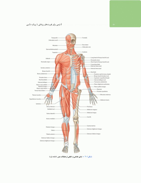 آناتومی برای فوریت‌های پزشکی با رویکرد بالینی