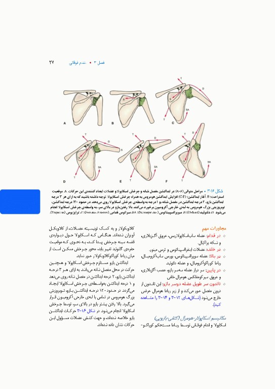 آناتومی بالینی اسنل 2025 جلد دوم اندام
