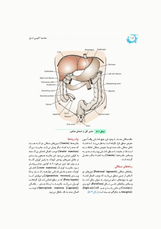 خلاصه‌ آناتومی اسنل 2025 تنه، اندام، سر و گردن