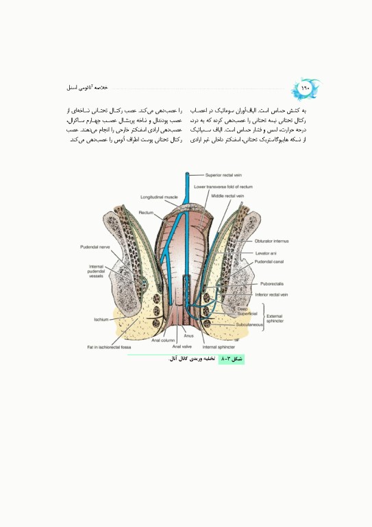خلاصه‌ آناتومی اسنل 2025 تنه، اندام، سر و گردن