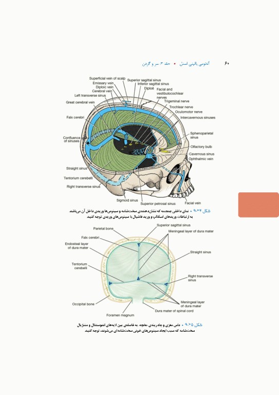 آناتومی بالینی اسنل 2025 جلد سوم سروگردن