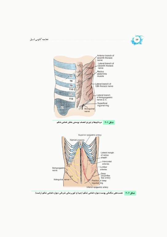 خلاصه‌ آناتومی اسنل 2025 تنه، اندام، سر و گردن