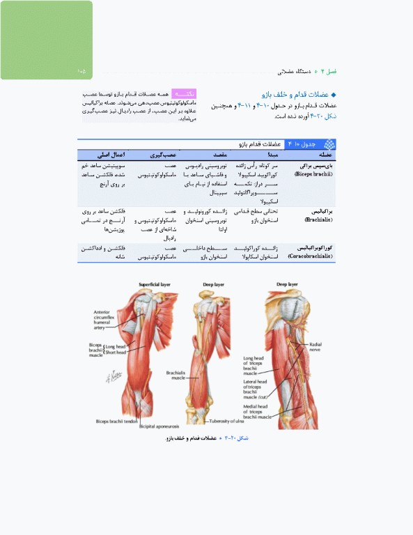 آناتومی برای فوریت‌های پزشکی با رویکرد بالینی