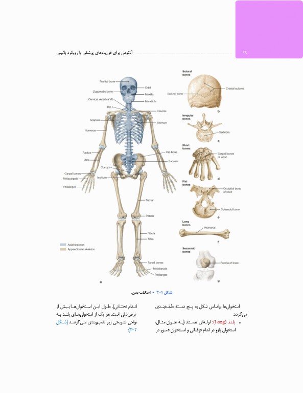 آناتومی برای فوریت‌های پزشکی با رویکرد بالینی