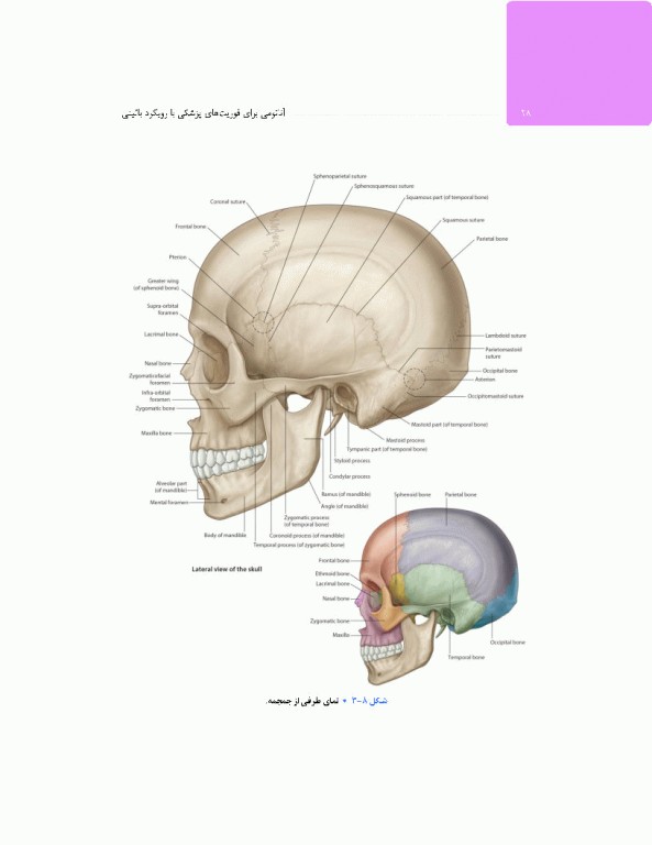 آناتومی برای فوریت‌های پزشکی با رویکرد بالینی