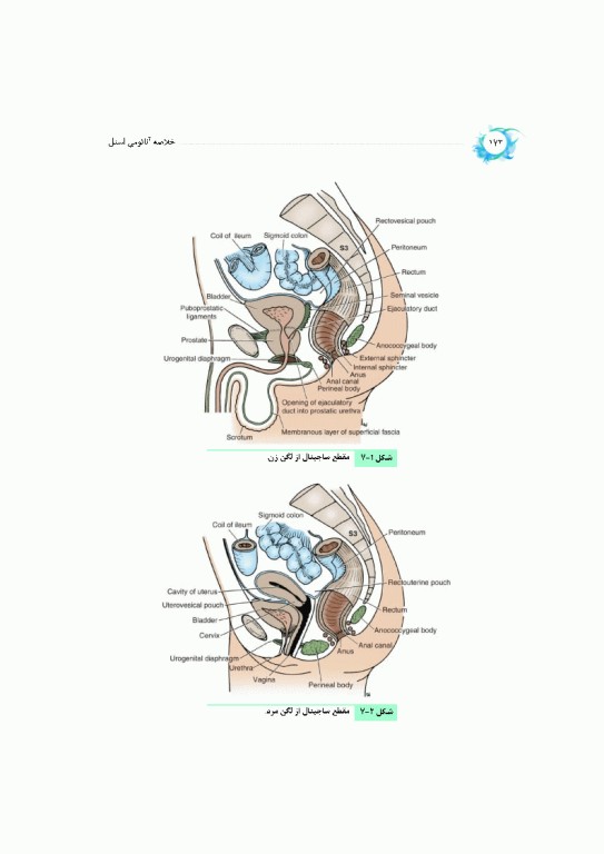 خلاصه‌ آناتومی اسنل 2025 تنه، اندام، سر و گردن